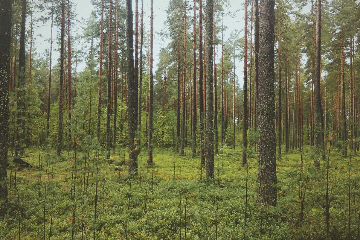 Non enim ut aut est consequatur dolor